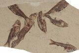 Fossil Fish (Gosiutichthys) Mortality Plate - Wyoming #212104-1